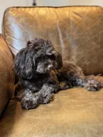 Timothy (aka Tim- sweetest boy Timmy) , a male Cavapoo for sale in Carlsbad, CA – Photo 7 of 10