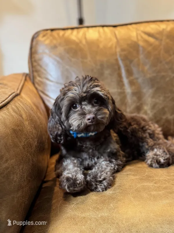 Timothy (aka Tim- sweetest boy Timmy)  – Cavapoo puppy for sale in Carlsbad, CA