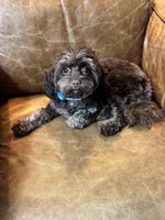 Timothy (aka Tim- sweetest boy Timmy) , a male Cavapoo for sale in Carlsbad, CA – Photo 9 of 10