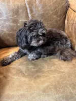 Timothy (aka Tim- sweetest boy Timmy) , a male Cavapoo for sale in Carlsbad, CA – Photo 8 of 10