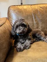 Timothy (aka Tim- sweetest boy Timmy) , a male Cavapoo for sale in Carlsbad, CA – Photo 3 of 10