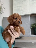 Maize , a female Cavapoo for sale in Carlsbad, CA – 6 of 10