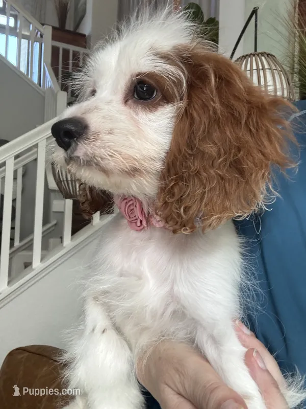 Cookie’s and Cream (Cookie)  – Cavapoo puppy for sale in Carlsbad, CA