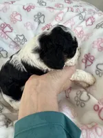Toy Cavapoo girl 2, a female Cavapoo for sale in Carlsbad, CA – 4 of 10