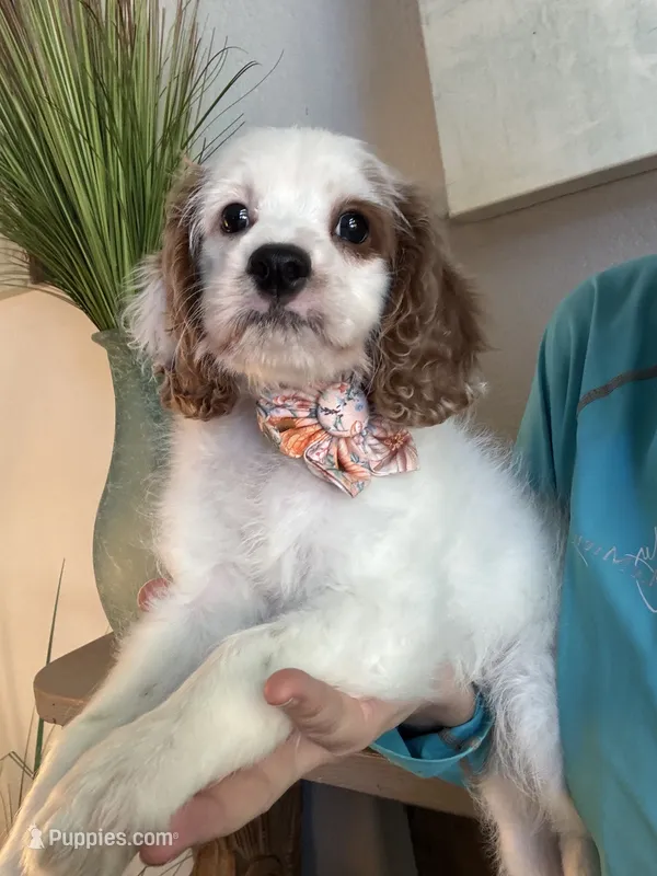 Bonnie – Cavapoo puppy for sale in Carlsbad, CA