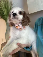 Bonnie, a female Cavapoo for sale in Carlsbad, CA – 3 of 10
