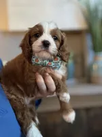 Henry, a male Cavapoo for sale in Carlsbad, CA – 9 of 10