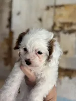 Sweet Pea , a female Cavapoo for sale in Carlsbad, CA – 7 of 10