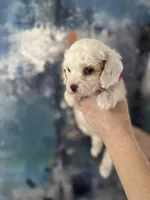 Wendy, a female Cavapoo and Poodle - Miniature  for sale in Carlsbad, CA – 7 of 10
