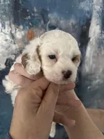 Wendy, a female Cavapoo and Poodle - Miniature  for sale in Carlsbad, CA – 6 of 10
