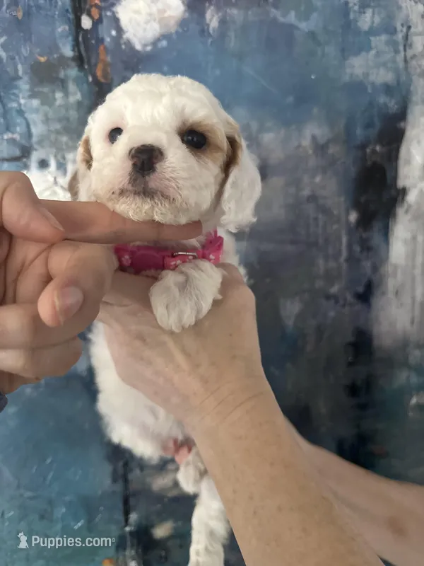 Wendy, a female Cavapoo and Poodle - Miniature  for sale in Carlsbad, CA – 1 of 10