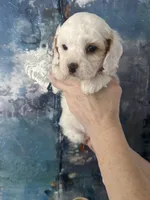 Wendy, a female Cavapoo and Poodle - Miniature  for sale in Carlsbad, CA – 10 of 10