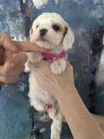 Wendy, a female Cavapoo and Poodle - Miniature  for sale in Carlsbad, CA – 3 of 10