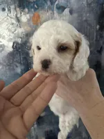 Wendy, a female Cavapoo and Poodle - Miniature  for sale in Carlsbad, CA – 4 of 10