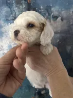 Wendy, a female Cavapoo and Poodle - Miniature  for sale in Carlsbad, CA – 9 of 10