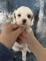Wendy, a female Cavapoo and Poodle - Miniature  for sale in Carlsbad, CA – 5 of 10
