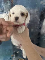 Wendy, a female Cavapoo and Poodle - Miniature  for sale in Carlsbad, CA – 8 of 10