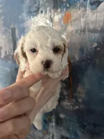 Wendy, a female Cavapoo and Poodle - Miniature  for sale in Carlsbad, CA – 2 of 10