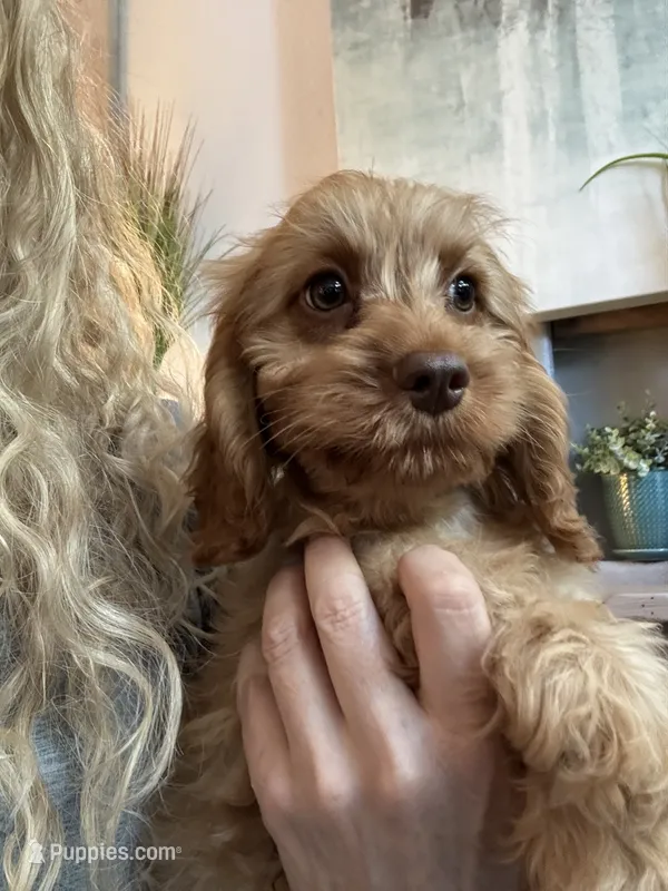 F1 Cavapoo boy Tomas, a male Cavapoo for sale in Carlsbad, CA – 1 of 10