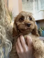 F1 Cavapoo boy Tomas, a male Cavapoo for sale in Carlsbad, CA – 1 of 10