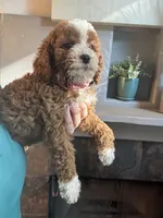 Pumpkin , a female Cavapoo for sale in Carlsbad, CA – 10 of 10