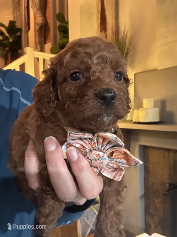 Ginger – Cavapoo puppy for sale in Carlsbad, CA