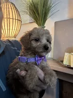 Tiny Toy Cavapoo girl Pumpkin , a female Cavapoo for sale in Carlsbad, CA – 6 of 10