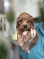 Buddy, a male Cavapoo for sale in Carlsbad, CA – 4 of 10
