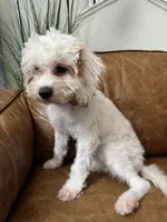 Fiona, a female Cavapoo and Poodle - Miniature  for sale in Carlsbad, CA – 4 of 10