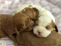 Penny, a female Cavapoo for sale in Carlsbad, CA – Photo 7 of 10