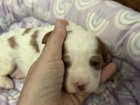 Penny, a female Cavapoo for sale in Carlsbad, CA – Photo 3 of 10
