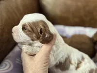 Penny, a female Cavapoo for sale in Carlsbad, CA – Photo 8 of 10