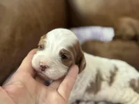 Penny, a female Cavapoo for sale in Carlsbad, CA – Photo 1 of 10
