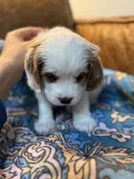 Clyde, a male Cavapoo for sale in Carlsbad, CA – 7 of 9