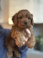 Buddy, a male Cavapoo for sale in Carlsbad, CA – Photo 4 of 6