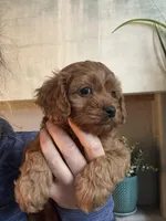 Buddy, a male Cavapoo for sale in Carlsbad, CA – Photo 3 of 6