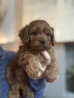 Buddy, a male Cavapoo for sale in Carlsbad, CA – Photo 1 of 6