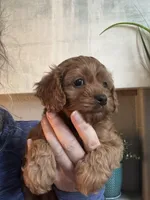 Buddy, a male Cavapoo for sale in Carlsbad, CA – Photo 5 of 6