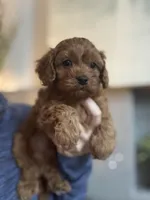 Buddy, a male Cavapoo for sale in Carlsbad, CA – Photo 2 of 6