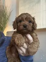 Buddy, a male Cavapoo for sale in Carlsbad, CA – Photo 6 of 6