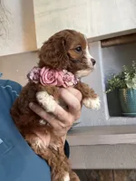 Maggie, a female Cavapoo for sale in Carlsbad, CA – 7 of 10