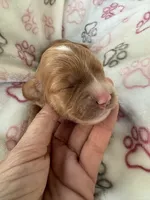 Butterscotch, a female Cavapoo for sale in Carlsbad, CA – 6 of 8
