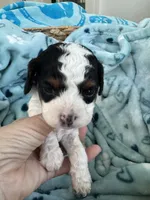 Toy Cavapoo boy 1 , a male Cavapoo for sale in Carlsbad, CA – 4 of 9