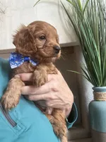 Toby red Cavapoo boy , a male Cavapoo for sale in Carlsbad, CA – 6 of 10