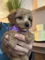 Tiny Toy Cavapoo girl Pumpkin , a female Cavapoo for sale in Carlsbad, CA – 9 of 10
