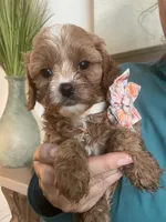 Light red Cavapoo girl with White 2, a female Cavapoo for sale in Carlsbad, CA – 2 of 10
