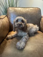 F1 Cavapoo boy Tomas, a male Cavapoo for sale in Carlsbad, CA – 3 of 10