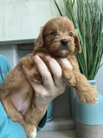Bella, a male Cavapoo for sale in Carlsbad, CA – 5 of 10