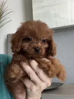 Bacon, a male Cavapoo for sale in Carlsbad, CA – 3 of 10