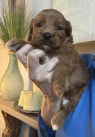Buck, a male Cavapoo for sale in Carlsbad, CA – 9 of 10